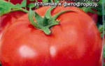 Снежный барс томат