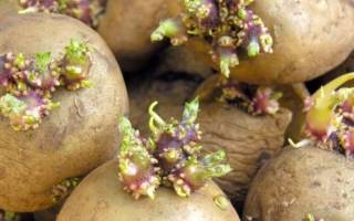 Как прорастить картошку