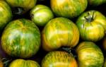 Зеленые сорта томатов
