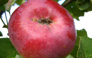 Яблоня орлик описание