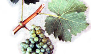 Совиньон сорт винограда