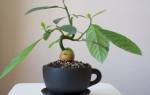 Как прорастает косточка авокадо