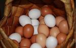 Какого цвета яйца