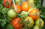 Супербомба томат отзывы