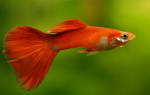 Красные аквариумные рыбки