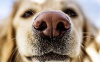Зачем собаки едят экскременты?