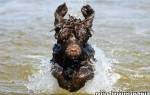 Португальская водяная собака фото