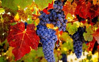 Вызревание лозы винограда