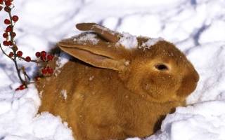 Как поить кроликов зимой