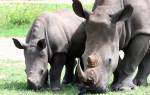 Доклад про белого носорога