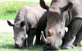 Доклад про белого носорога