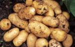Сорт картофеля джувел характеристика