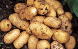 Сорт картофеля джувел характеристика
