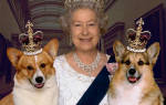 Королевская собака англии