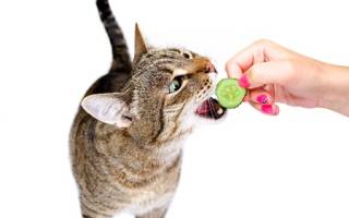 Как кормить натуралкой кошек