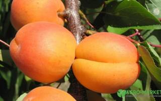 Колоновидный абрикос посадка и уход