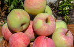 Яблоня яблочный спас описание