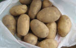 Сорт картофеля колобок