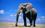 Средний вес африканского слона