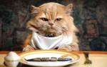 Почему кот много ест