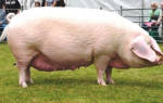 Самая крупная порода свиней