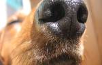 У собаки горячий нос
