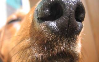 У собаки горячий нос