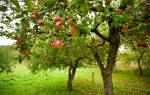 Яблоки на яблоне
