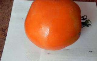 Олеся томат отзывы