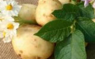 Семена картофеля как выращивать