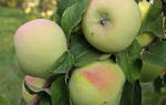 Сорт яблок мартовское