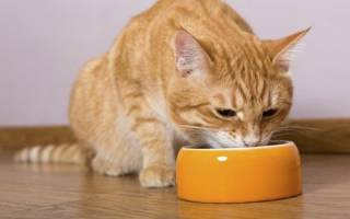 Как откормить кота