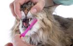 Нужно ли кошке чистить зубы