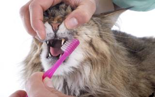 Нужно ли кошке чистить зубы