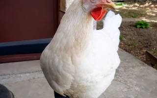 Декалб порода кур