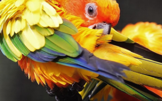 Пероед у попугаев лечение