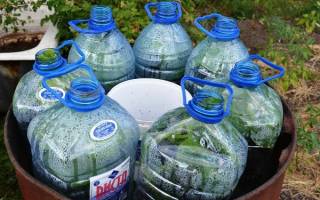 Выращивание огурцов в бутылках