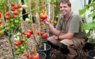 Выращивание помидор в ведрах