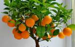 Как выращивать апельсин