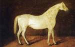 Арабская лошадь цена