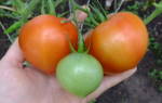 Клубничное дерево томат