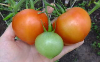 Клубничное дерево томат