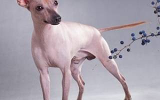 Перуанская орхидея инков собака