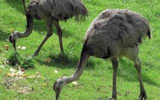 Что едят страусы