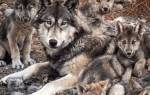 Забота о потомстве у волков