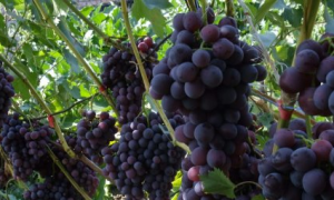 Виноград кодрянка описание сорта