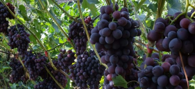 Виноград кодрянка описание сорта