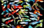 Рыбки аквариумные гуппи уход