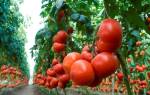 Сорт помидоров махитос
