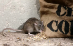 Как плодятся крысы